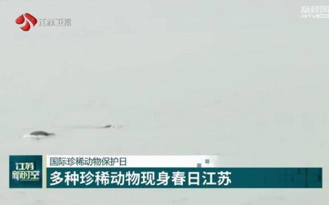 国际珍稀动物保护日 多种珍稀动物现身春日江苏