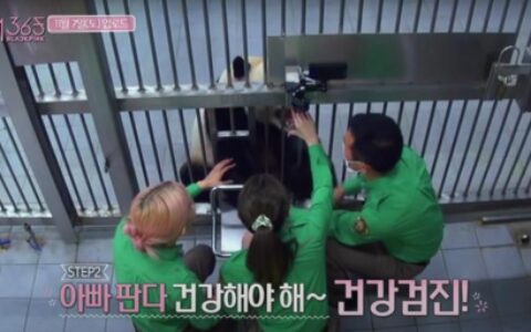 违规接触熊猫幼崽，韩国艺人方发布声明-韩国艺人看熊猫