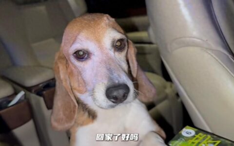 说到做到！杜江霍思燕分享和珍珠相处视频，10岁嗯哼罕见出镜-杜江霍思燕嗯哼参加的综艺