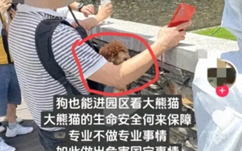 闹大！4人带宠物狗进熊猫基地，被通报终身禁入，评论区炸锅-熊猫坪可以带狗吗