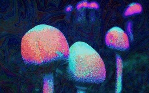 又到了魔幻的季节，年年中毒年年吃，云南人为何爱吃菌子-云南人吃菌子表情包