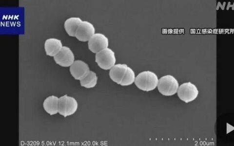 日本“食人菌”感染病例超1100例，多名孕产妇死亡-日本食人鱼事件