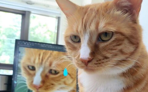 原创
            猫咪在出糗时装作很忙，是为了缓解尴尬吗？-猫咪时尚