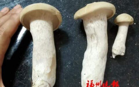 大意了!女子网购1斤见手青1天吃完后中毒-江苏女子网购14万手镯事件