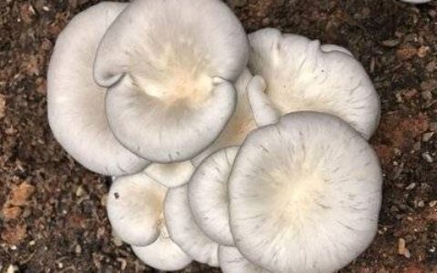 云南人为何如此热衷于吃野生菌子？-云南野生菌有毒的有哪些